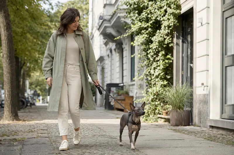 Ein American Hairless Terrier läuft entspannt an der Leine mit seinem Besitzer durch eine moderne Stadtstraße.