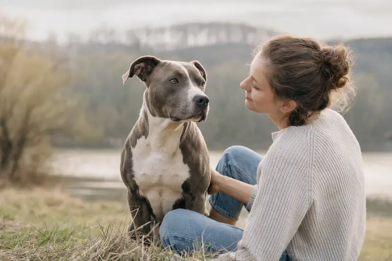 Ein aufmerksam stehender American Pit Bull Terrier Hund in natürlicher Haltung vor hellem Hintergrund.