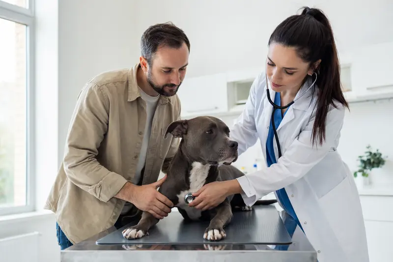 Eine ruhige American Pit Bull Terrier Hündin wird von einer freundlichen Tierärztin in einer modernen Praxis mit einem Stethoskop untersucht.