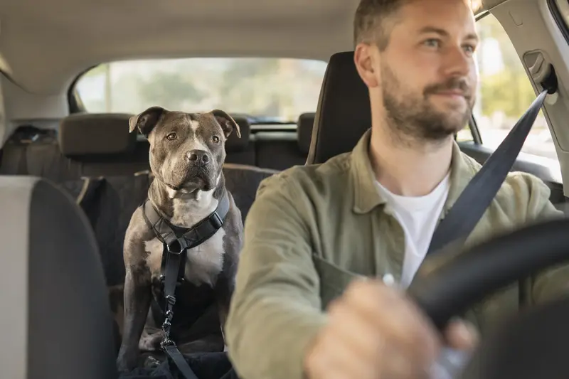 Ein American Pit Bull Terrier ist sicher angeschnallt auf der Rückbank eines Autos, während sein Besitzer ruhig fährt.