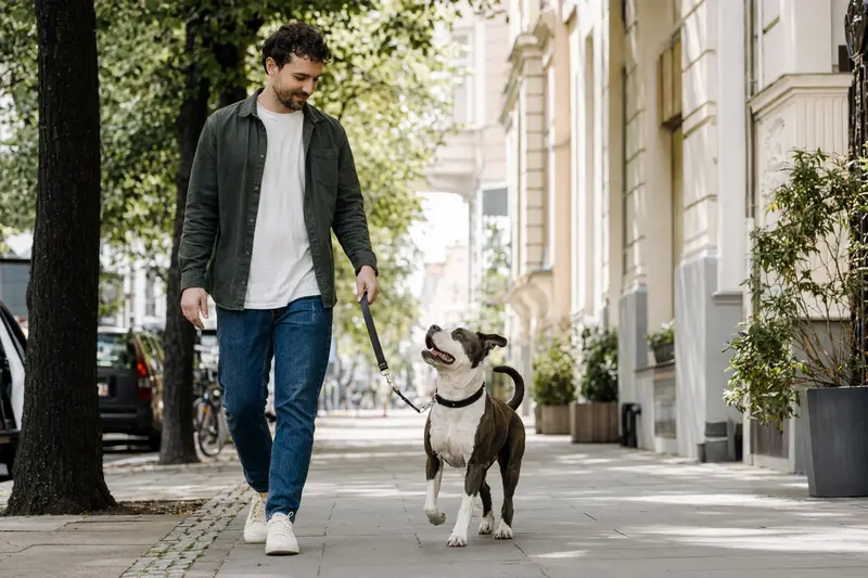 Ein American Staffordshire Terrier läuft an der Leine neben seinem Besitzer durch eine freundliche moderne Stadtstraße.