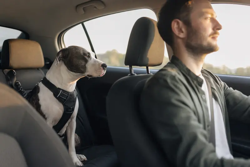 Ein American Staffordshire Terrier sitzt sicher angeschnallt auf der Rückbank eines Autos, während der Besitzer ruhig fährt und Sonnenlicht durch das Fenster fällt.