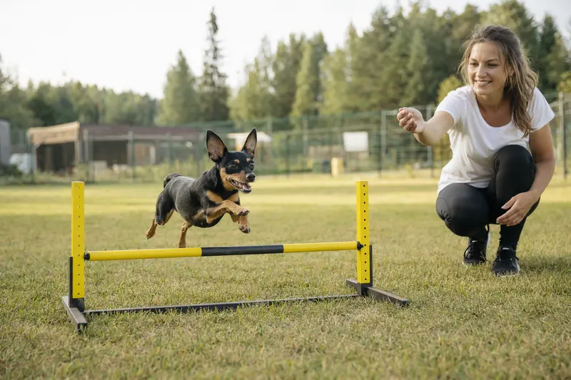 Ein aktiver American Toy Terrier Hund und sein Besitzer trainieren fröhlich auf einem Hundeplatz mit Hürden.