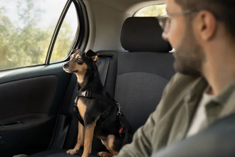 Ein American Toy Terrier sitzt sicher auf der Rückbank eines Autos, während die Sonne durch das Fenster scheint.