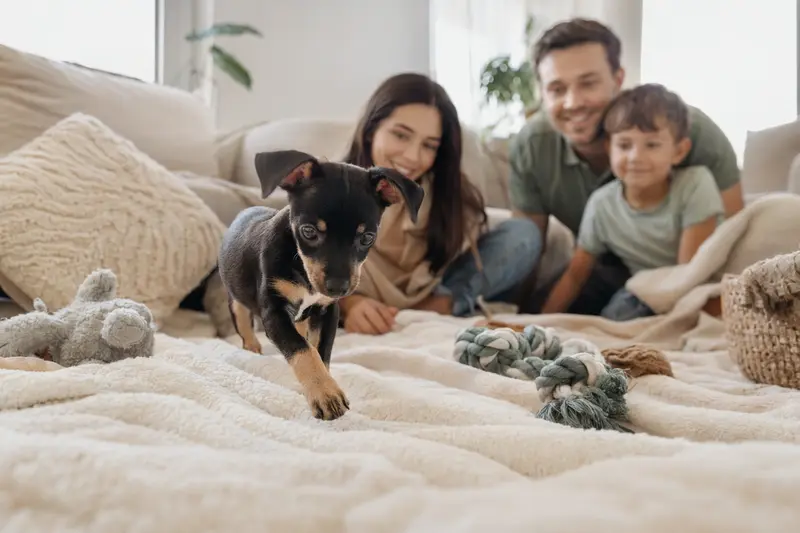 Ein neugieriger American Toy Terrier Welpe in einer hellen Wohnung auf einer weichen Decke, umgeben von Spielzeug und einer liebevollen Familie.