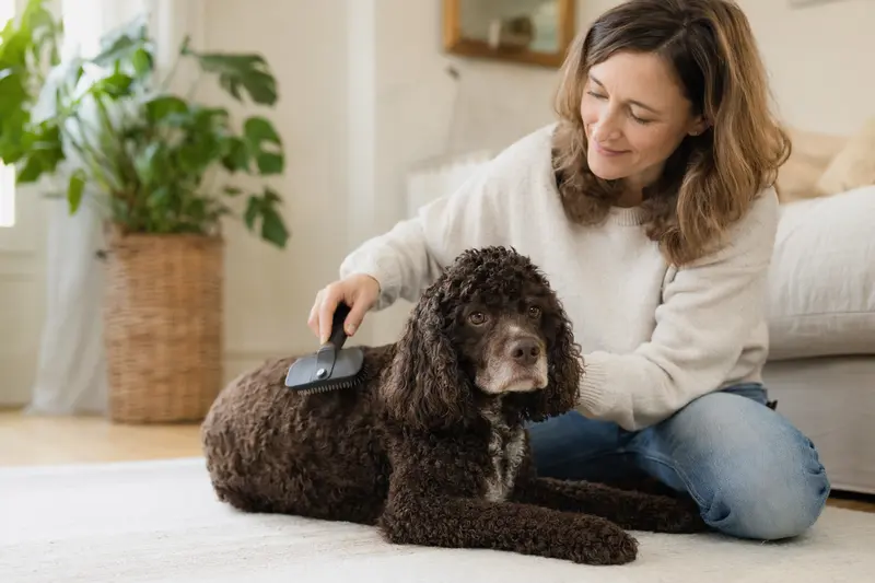 Ein American Water Spaniel wird liebevoll zuhause gebürstet, was die Bedeutung der Fellpflege für die Gesundheit des Hundes unterstreicht.