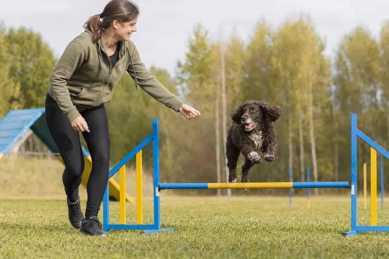 Ein aktiver American Water Spaniel springt über eine Trainingshürde mit seinem Besitzer auf einem Hundeplatz, was Freude und Bewegung ausstrahlt.