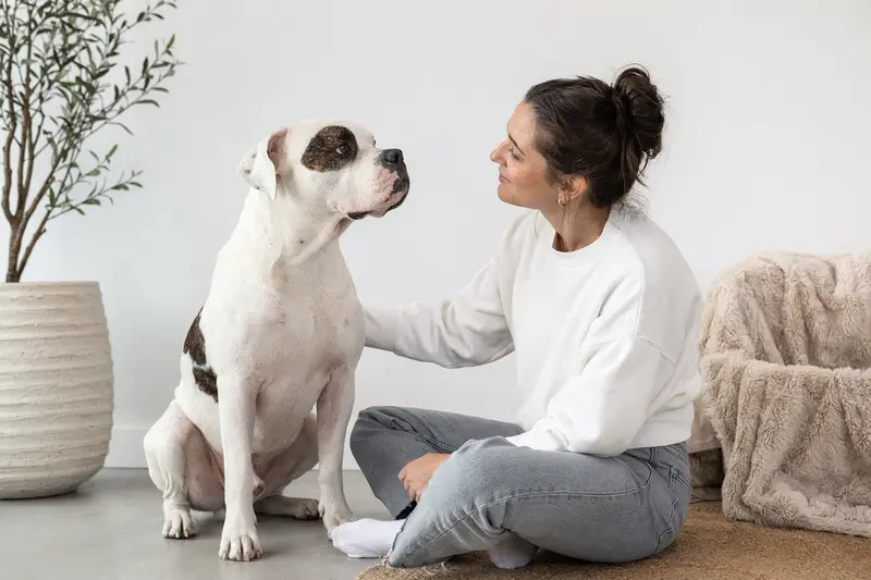 Eine aufmerksame Amerikanische Bulldogge mit typischer Körperform vor hellem Hintergrund.