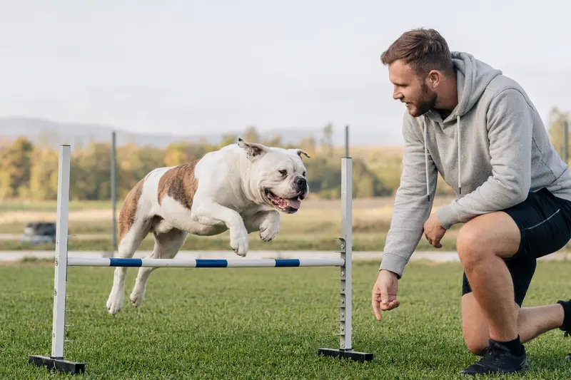 Ein aktiver Amerikanische Bulldogge trainiert mit seinem Besitzer auf einem Hundeplatz und überwindet eine kleine Trainingshürde.