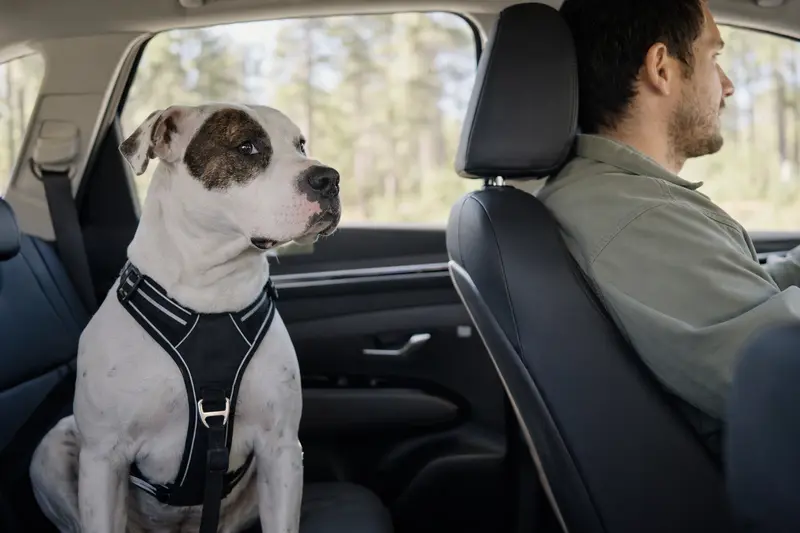 Eine Amerikanische Bulldogge sitzt sicher angeschnallt auf der Rückbank eines Autos, während der Besitzer entspannt fährt.