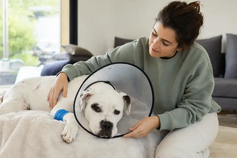 Eine Amerikanische Bulldogge entspannt auf einer Decke nach einer Tierarztbehandlung, während der Besitzer beruhigend daneben sitzt.