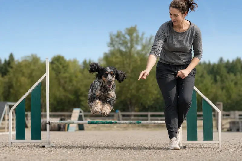 Ein aktiver Amerikanischer Cocker Spaniel übt mit seinem Besitzer auf einem Hundeplatz, die Sonne strahlt.