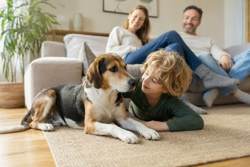 Ein freundlicher Amerikanischer Foxhound liegt entspannt neben einem Kind im Wohnzimmer, umgeben von Eltern in einer warmen, sicheren Familienatmosphäre.