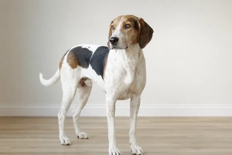 Ein aufmerksamer Amerikanischer Foxhound steht in natürlicher Haltung vor hellem Hintergrund.