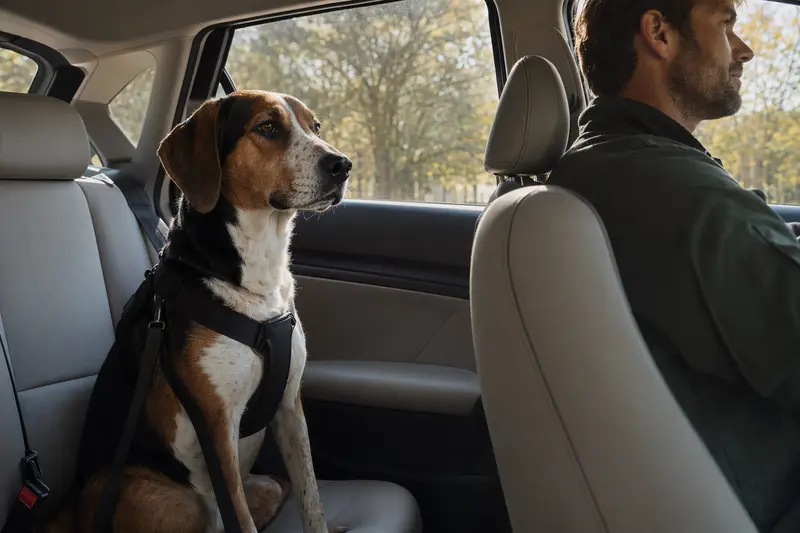 Ein Amerikanischer Foxhound sitzt angeschnallt auf der Rückbank eines Autos und genießt die Fahrt bei Sonnenschein.