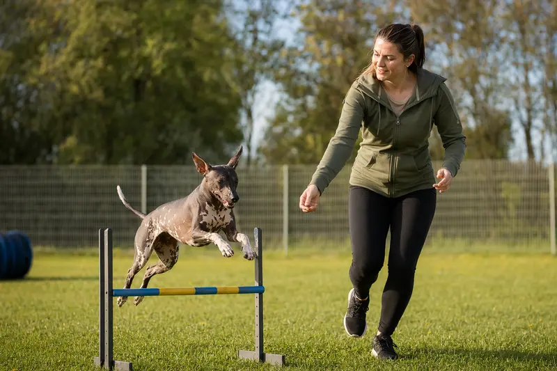 Amerikanischer Nackthund trainiert mit seinem Besitzer auf einem Hundeplatz über eine kleine Hürde.