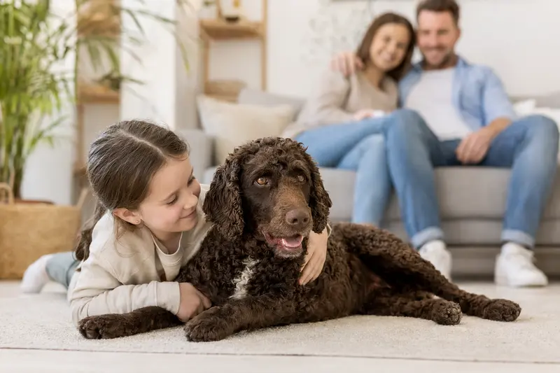 Ein amerikanischer Wasserspaniel liegt entspannt neben einem Kind und sorgt für eine vertrauensvolle Atmosphäre im Wohnzimmer.
