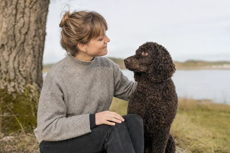 Ein aufmerksamer Amerikanischer Wasserspaniel steht vor einem hellen Hintergrund und zeigt seine typische Fellstruktur.