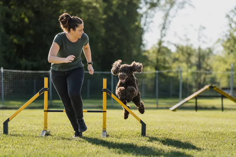 Ein Amerikanischer Wasserspaniel springt mit seinem Besitzer über eine kleine Trainingshürde auf dem Hundeplatz.