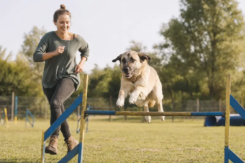 Ein Anatolischer Hirtenhund trainiert mit seinem Besitzer auf einem Hundeplatz an einer kleinen Trainingshürde.