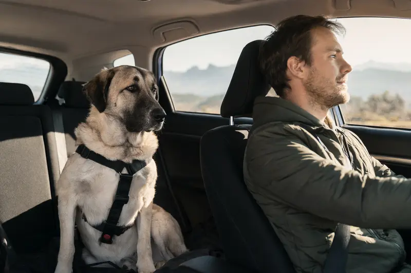 Ein sicher angeschnallter Anatolischer Hirtenhund auf der Rückbank eines Autos, während der Besitzer ruhig fährt.