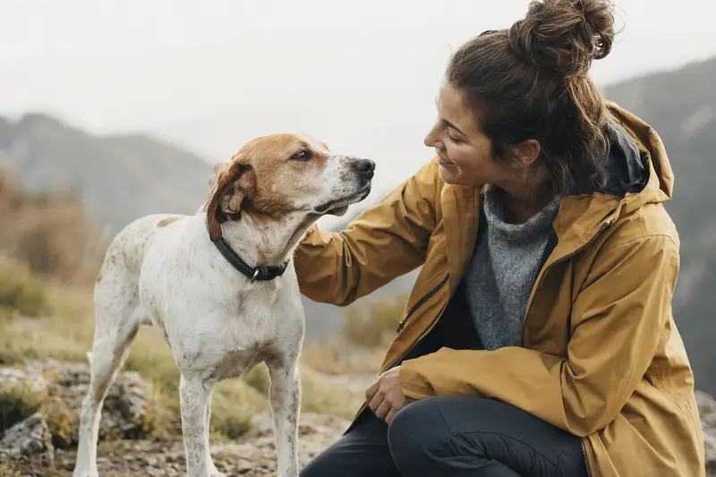 Ein schöner Andalusian Mouse-Hunting Dog steht aufmerksam vor hellem Hintergrund und zeigt seine typische Körperform und Fellstruktur.
