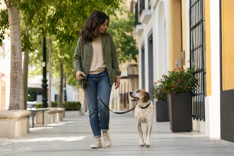 Ein Andalusian Mouse-Hunting Dog läuft an der Leine mit seinem Besitzer durch eine moderne Stadtstraße.