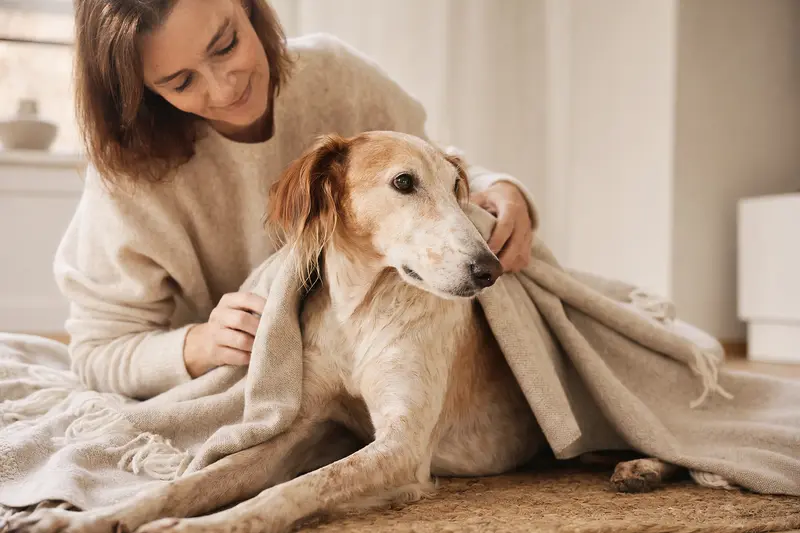 Ein entspannter Andalusian Mouse-Hunting Dog liegt in einem hellen Raum, während sein Besitzer ihm liebevoll eine Decke überlegt, was Schutz und Geborgenheit symbolisiert.
