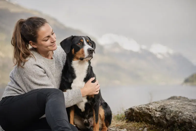 Ein aufmerksamer Appenzeller Sennenhund steht in natürlicher Haltung vor einem hellen neutralen Hintergrund.