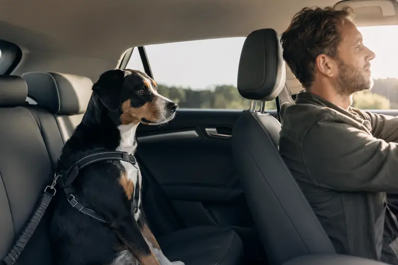 Ein Appenzeller Sennenhund sitzt sicher angeschnallt auf der Rückbank eines Autos und genießt die Fahrt.