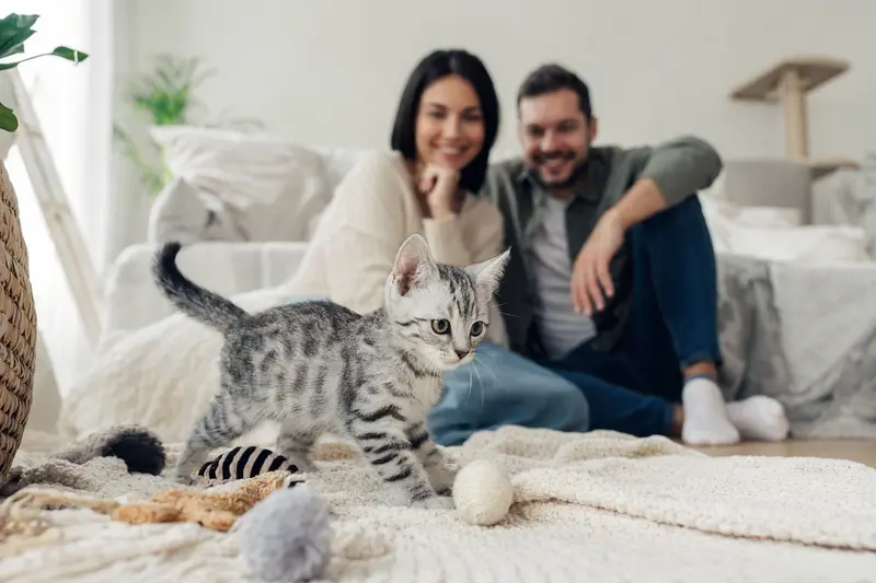 Ein neugieriges Arabische Mau Katzen Kitten erkundet sein neues Zuhause mit einer weichen Decke und Spielzeug.