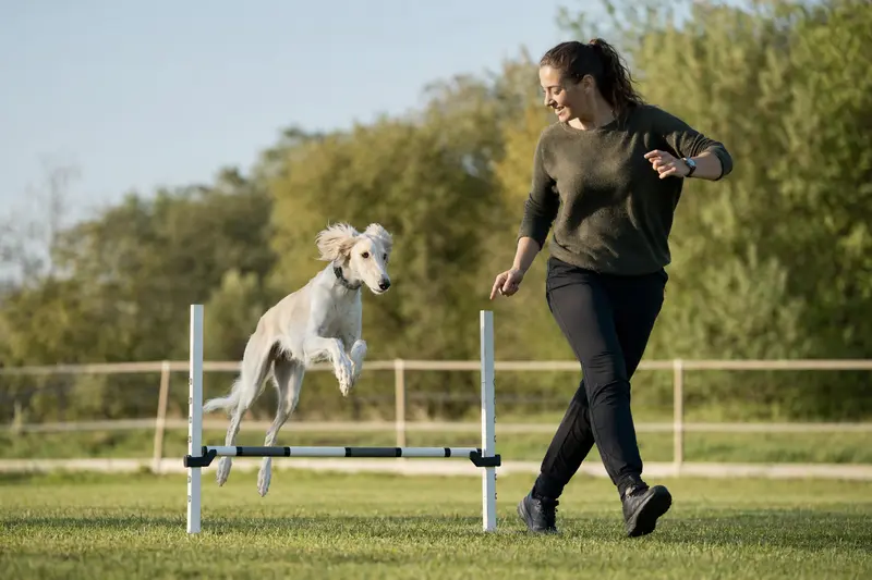 Ein Arabischer Windhund trainiert mit seinem Besitzer auf einem Hundeplatz über eine kleine Hürde, während die Szene in klarer Sonne sportlich und freudig wirkt.