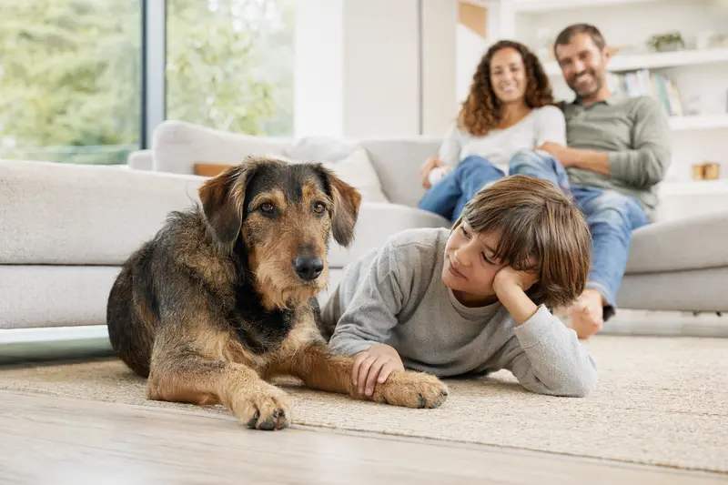 Ein freundlicher Ardennen-Treibhund entspannt neben einem Kind im Wohnzimmer und schafft eine warme Familienatmosphäre.