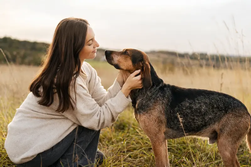 Ein aufmerksam stehender Ardennen-Treibhund vor hellem Hintergrund, der die typische Körperform und Fellstruktur der Rasse zeigt.