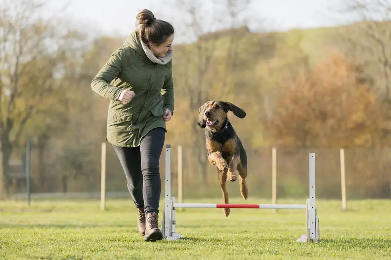 Ein Ardennen-Treibhund springt mit seinem Besitzer freudig über eine kleine Trainingshürde auf dem Hundeplatz.