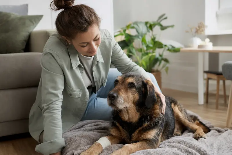 Ein ruhiger Ardennen-Treibhund mit einem leichten Verband an der Pfote, der entspannt auf einer Decke liegt, während sein Besitzer erleichtert daneben sitzt.