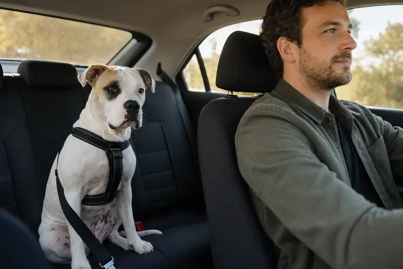 Eine Argentinische Bulldogge sitzt sicher angeschnallt auf der Rückbank eines Autos, während der Besitzer ruhig fährt.