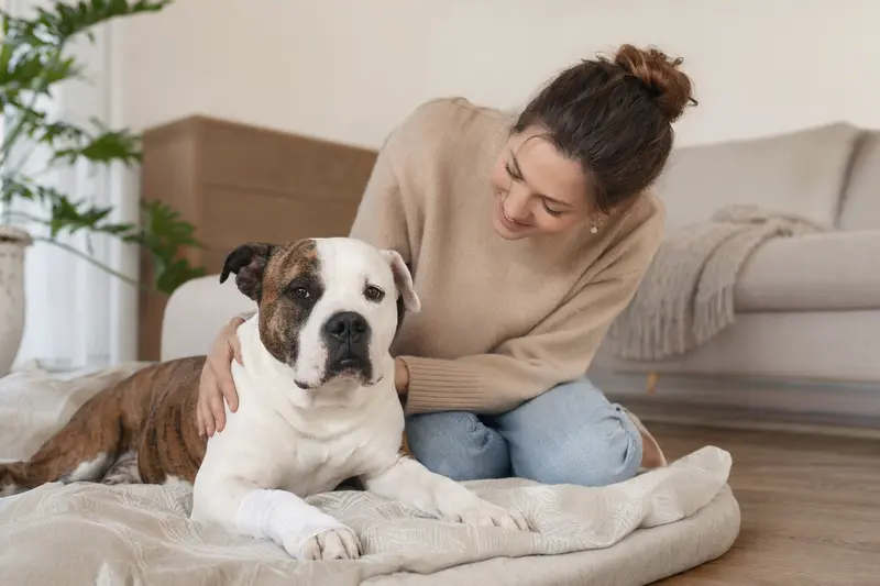 Argentinische Bulldogge mit leicht verbundenen Pfote liegt ruhig auf einer Decke neben ihrem erleichterten Besitzer.