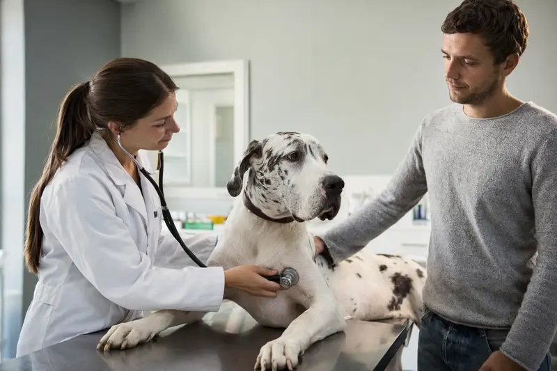 Eine Argentinische Dogge wird von einer freundlichen Tierärztin mit einem Stethoskop in einer modernen Tierarztpraxis untersucht.