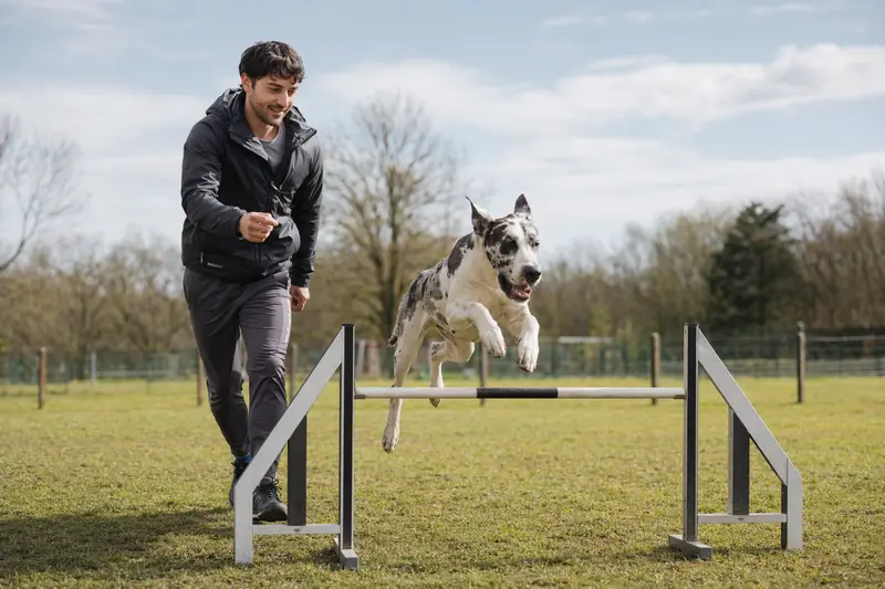 Eine Argentinische Dogge trainiert mit ihrem Besitzer auf einem Hundeplatz über eine kleine Hürde und zeigt dabei Freude und Bewegung.
