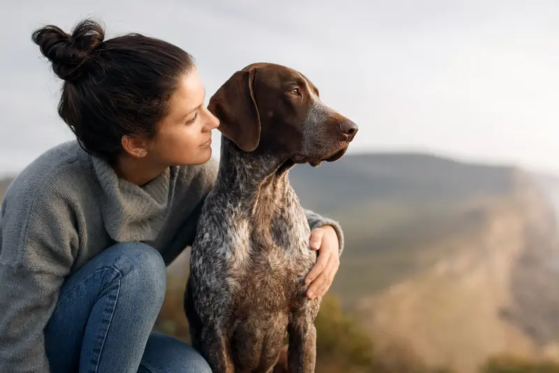 Ein aufmerksam stehender Ariege-Vorstehhund vor neutralem Hintergrund, der die typischen Merkmale der Rasse zeigt.
