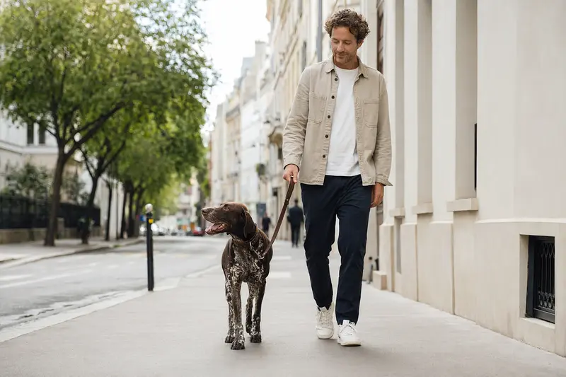 Ein Ariege-Vorstehhund läuft an der Leine mit seinem Besitzer durch eine moderne Stadtstraße.