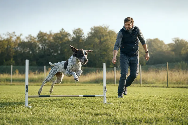 Ariege-Vorstehhund trainiert mit seinem Besitzer über eine kleine Hürde auf dem Hundeplatz.