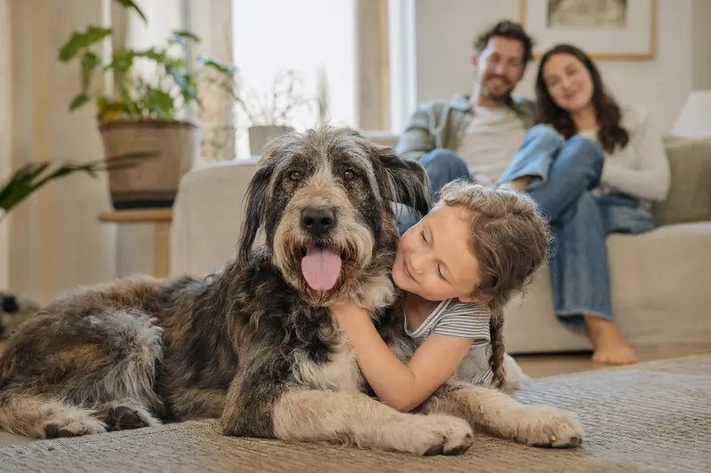 Ein entspannter Ariégeois Hund liegt neben einem fröhlichen Kind im hellen Wohnzimmer.