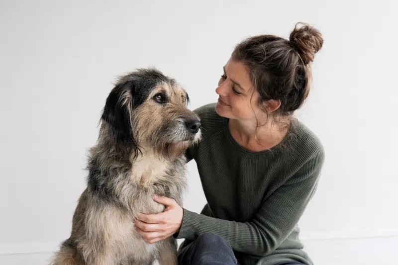 Ariégeois Hund steht aufmerksam vor neutralem Hintergrund, das Tierportrait zeigt seine typische Körperform und Fellstruktur.