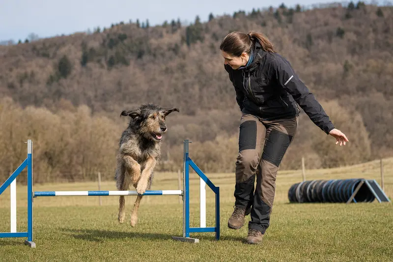 Ein Ariégeois Hund springt mit seinem Besitzer über eine kleine Trainingshürde auf dem Hundeplatz bei sonnigem Wetter.