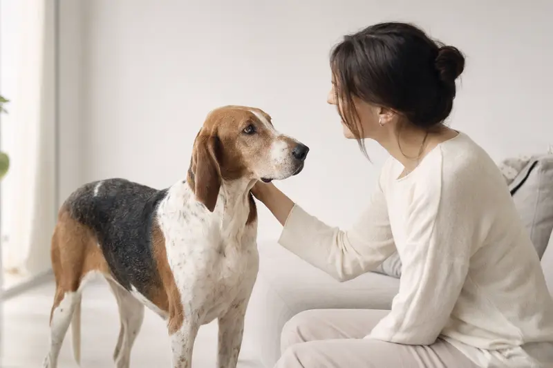 Ein aufmerksamer Artois Hound steht vor hellem Hintergrund und zeigt seine typische Körperform und Fellstruktur.