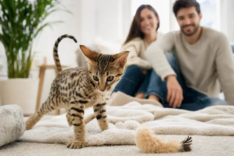 Ein neugieriges Ashera Kitten erkundet sein neues Zuhause mit liebevoller Familie im Hintergrund.
