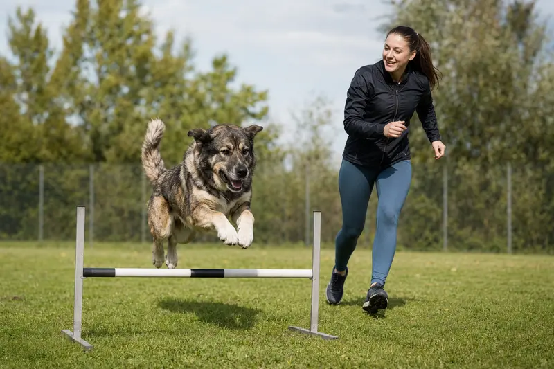 Ein aktiver Atlas-Berghund trainiert mit seinem Besitzer an einer kleinen Hürde auf dem Hundeplatz.