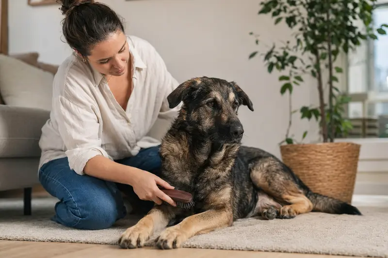 Ein Atlas Schäferhund wird von seinem Besitzer sanft gebürstet, um gesundes Fell und Wohlbefinden zu fördern.
